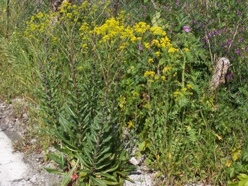 Isatis tinctoria / Glasto comune